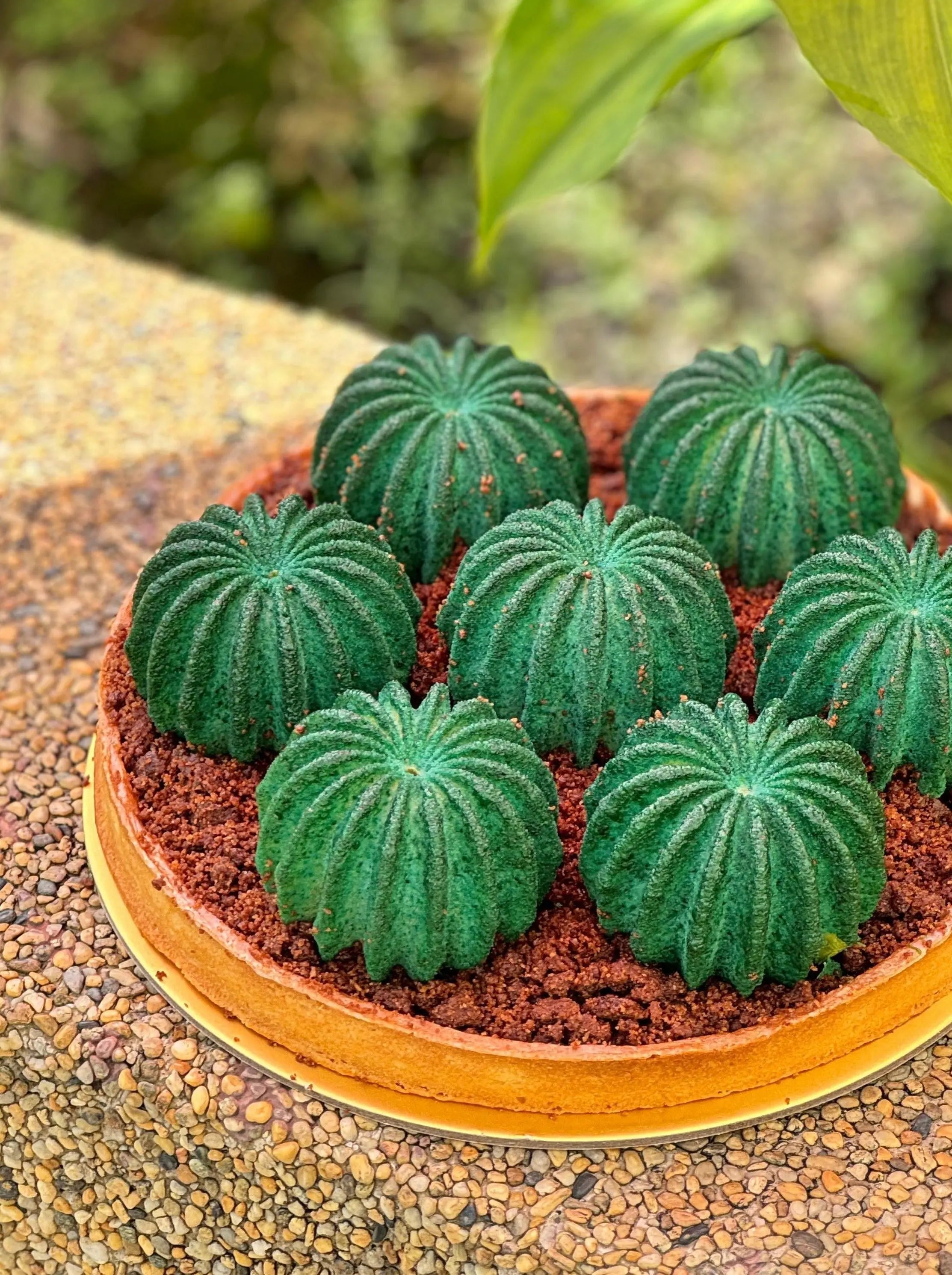 Cactus Garden